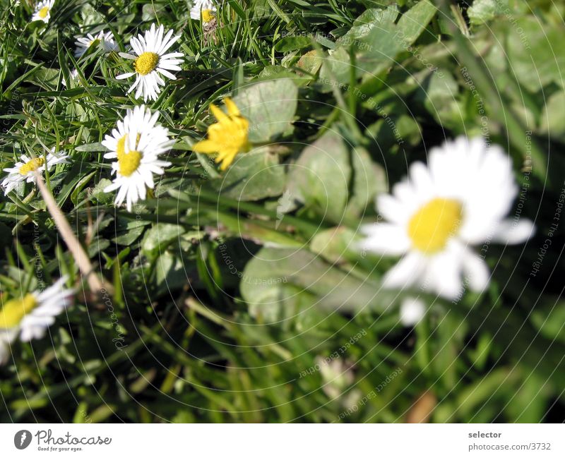 meadow-flowers Spring Meadow Flower Nature