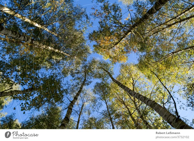 colored autumn leaves in forest (birch) amazing background beautiful beauty bright brown colorful foliage green maple nature october orange outside park perfect