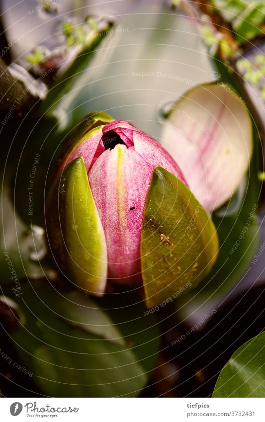 Water lily in a pond water lily wilderness flower lake pink nature beauty Macro (Extreme close-up)