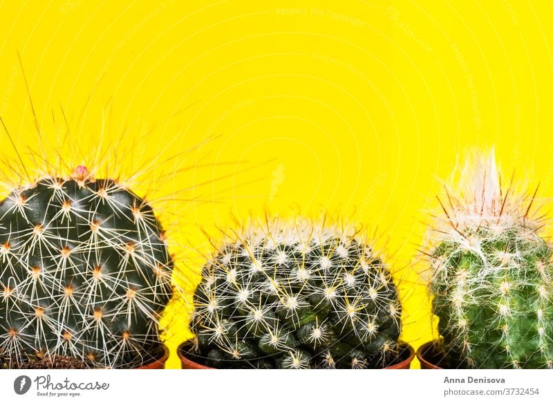 Tiny Cactus in the Pot on Bright Neon Background. Saturated Imag cactus neon design minimal fashion background minimalism saturation hue surge pink art green