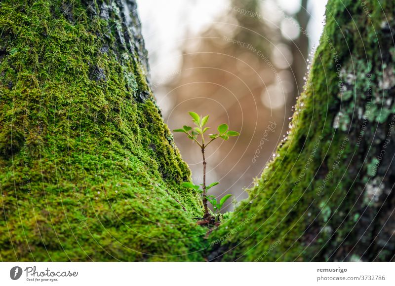 Young tree seedling growing on another tree. New life. Rebirth concept. Romania Valiug botany ecology environment forest green growth leaf nature new outdoors