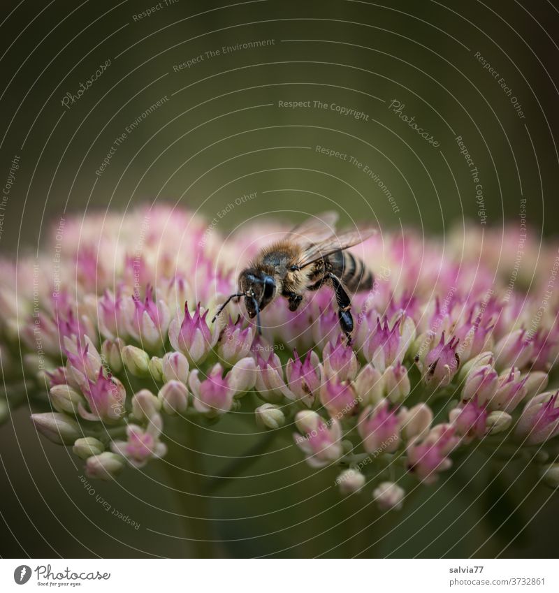 Bee food for the autumn Honey bee Sedum Flower traffic jam Blossom Sedum Telephium Plant Nature Insect Macro (Extreme close-up) Garden Autumn high fattening hen