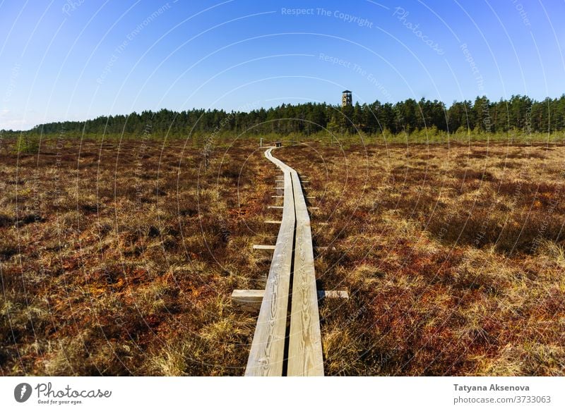 Hiking trails in forest and bog, Estonia hiking path swamp hike environment green park travel tree scenic road outdoor woods tourism adventure grass trees