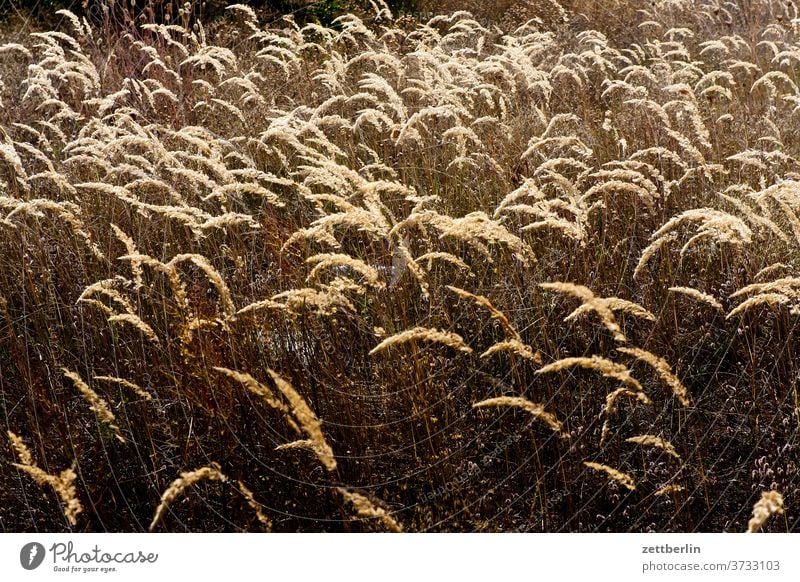 Prairie prairie Willow tree Grass Meadow Wild Landscape Plain Sunset Sidelight Streak of light Blade of grass blade of grass bleed blötenstand umbel wild grass