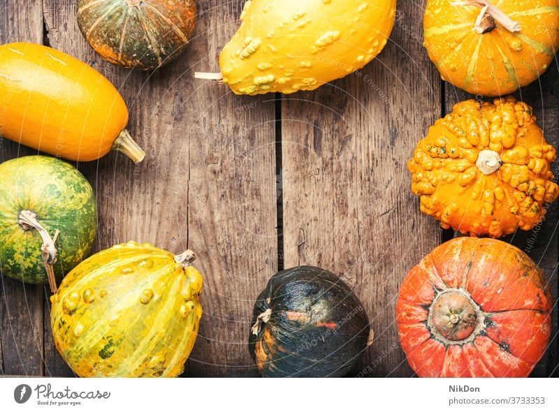 Assortment of autumn pumpkins fall gourd season harvest vegetable seasonal decoration autumnal nature october squash color natural colorful decorative concept