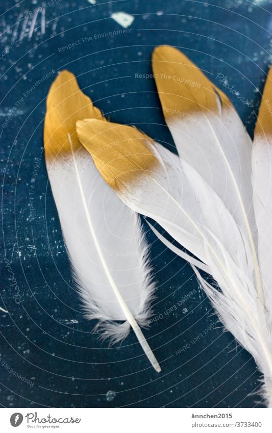 Four white feathers with golden lace on a dark blue background White Gold birds Decoration Interior shot Deserted Animal Nature Colour photo already Noble