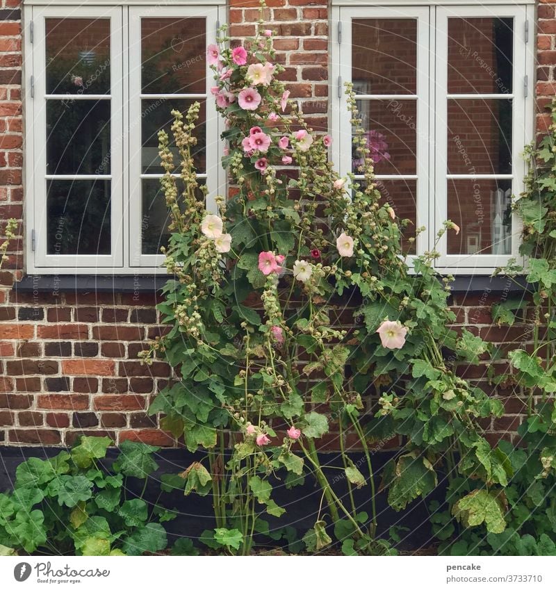 architektur und natur | friedliches miteinander Fenster Haus Backsteinhaus Pflanze Stockrose Architektur Natur gemütlich Dänemark Ringkøbing wachsen Leben Blüte