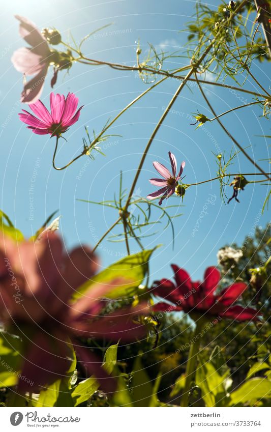 Cosmos bipinnatus flowers blossom bleed Relaxation holidays Garden Sky allotment Garden allotments Deserted Nature Plant tranquillity Garden plot Summer shrub