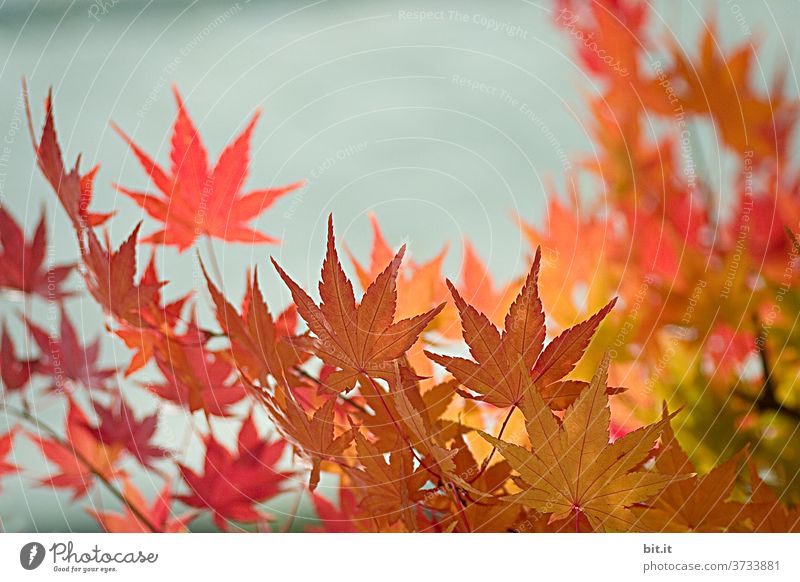 Nature & Architecture l Autumn leaves in front of the wall Autumnal Autumnal colours Early fall Leaf canopy flaked Indian Summer Indian summer Illuminate