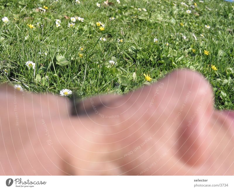 enjoyment Spring Meadow Flower