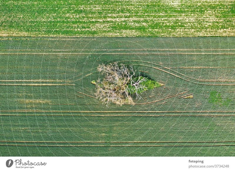 dead tree from above Image aerial photograph drone Drone pictures Aerial photograph Bird's-eye view from on high plants Plant Branch Twig trunk Tree trunk