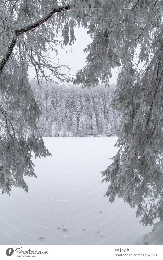 no longer soooo far away - snowy fir tree Fir tree Snow Ice Winter Coniferous trees snow-covered winter landscape White Fog chill Frost icily Bad weather