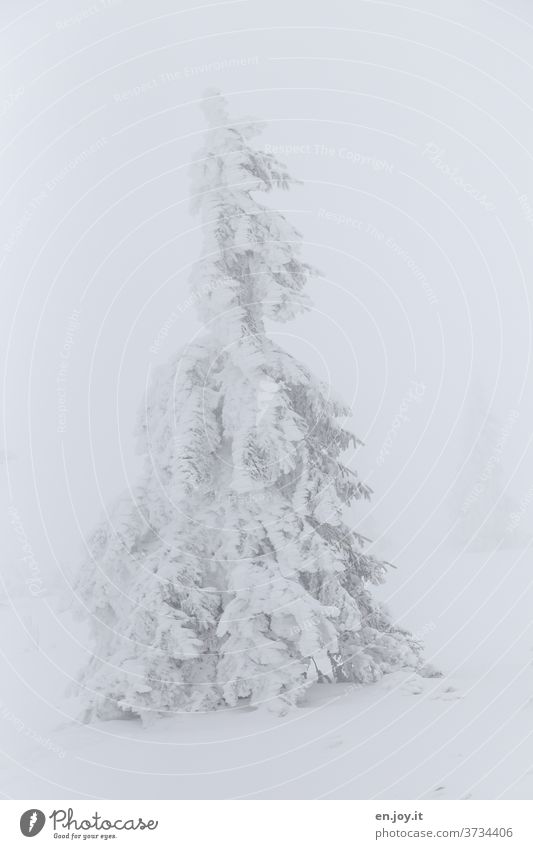 no longer soooo far away - snowy fir tree Fir tree Snow Ice Winter Coniferous trees snow-covered winter landscape White Fog chill Frost icily one Bad weather