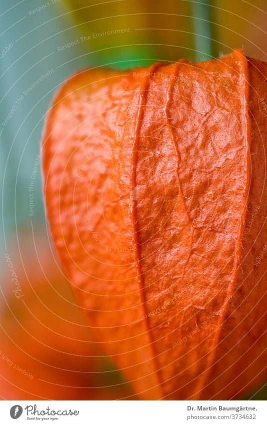 Physalis alkekengi, belladonna cherry or cherry pea bubble cherry Jewish cherry Chinese lantern flower fruit Solanaceae enduring shrub Solanaceous plants