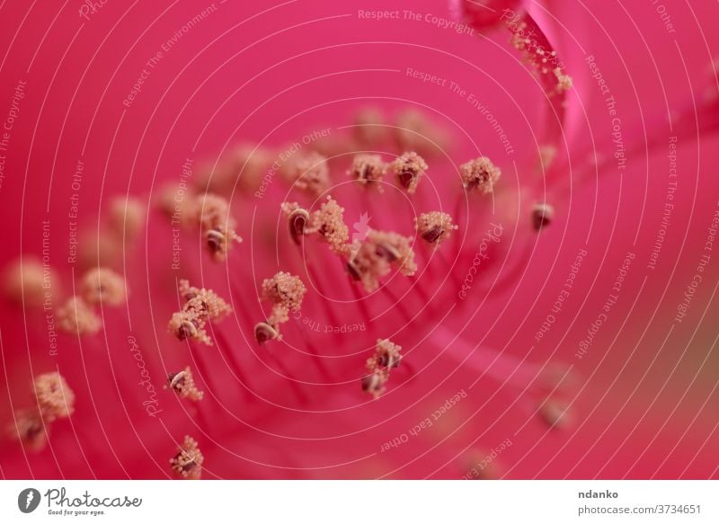 stamens of red hibiscus flower, close-up summer season natural beautiful color bright garden pink nature bloom blooming blossom blurry botanical bud closeup