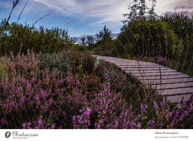 On footbridges into the Hautes Fagnes Venn Heathland Bog Footbridge Nature Landscape