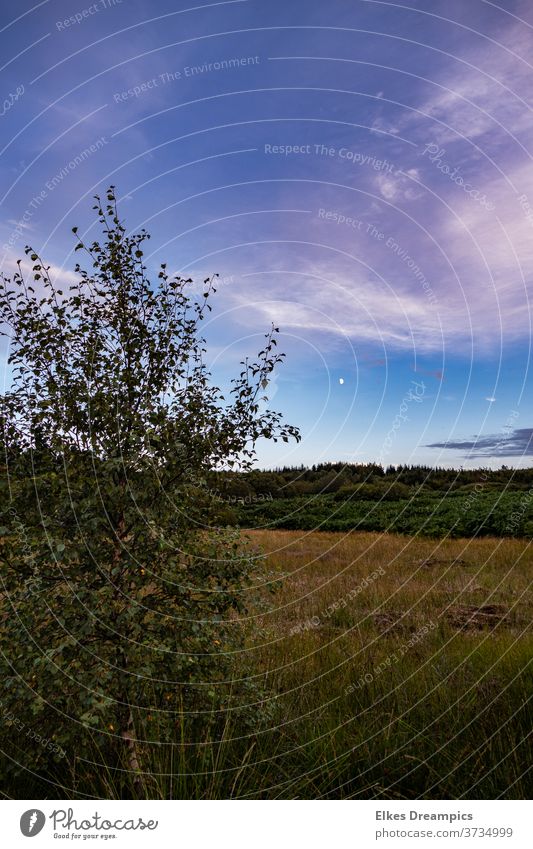 The landscape of the Hautes Fagnes Venn Moorland Heathland Landscape Nature