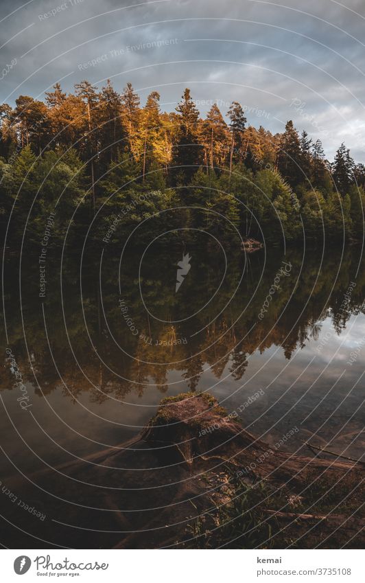 Evening mood at the lake with tree stump and forest Forest Lake Tree stump Water reflection Surface of water smooth Autumn Autumnal autumn colours Sky Clouds