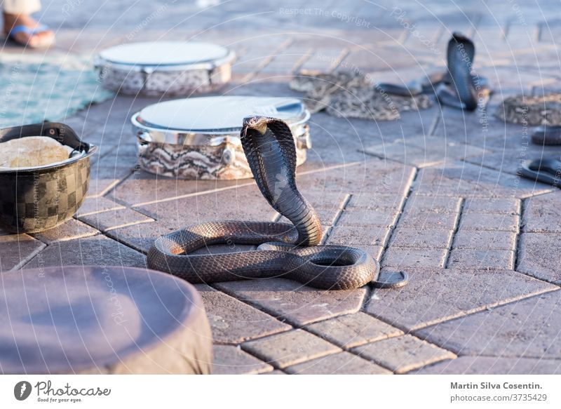 Snake Cobra Show in Fnaa, Marrakech, Morocco. 30 africa architecture background beautiful blue city colorful culture day december face group guitar guitar icon