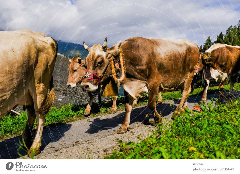 Alp descent Parpan Almabtrieb cows chill Adorned group Herd Alpine pasture Alps Switzerland Grisons Willow tree Summer Farm Agriculture Grass Mountain Landscape