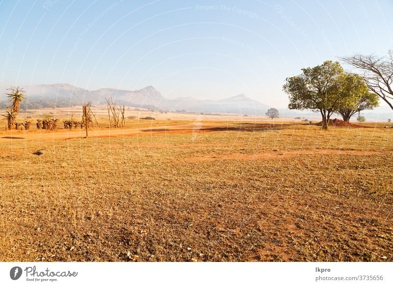 in swaziland   wildlife  nature  reserve africa grass sky field mountain savanna landscape park tree black dirty acacia serengeti cloud view south national