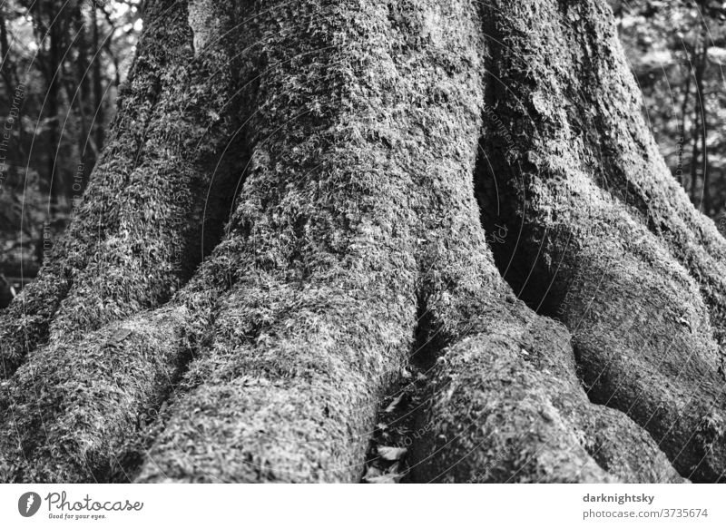 Tree trunk of a beech with lots of moss in the forest fagus beeches Forest Moss Nature roots wood natural Stick rootstock Colour photo Environment flaked Day