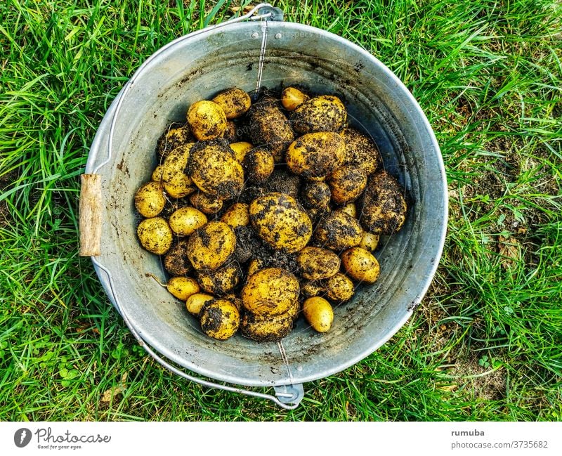 Potatoes, freshly harvested, in buckets, unwashed, full of soil Deserted Exterior shot Colour photo Fresh Vegetable market Greengrocer Farmer's market Basket