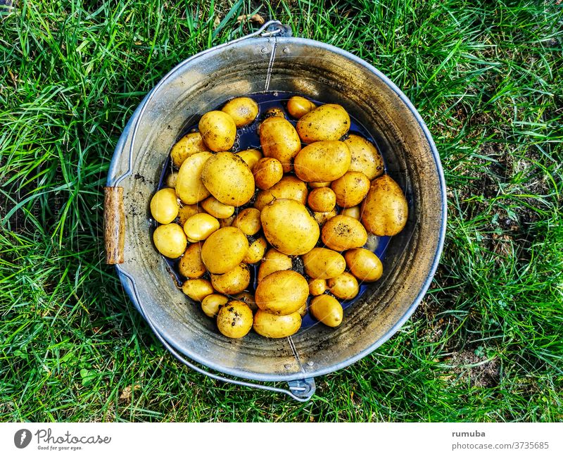 Potatoes, freshly harvested, in bucket Deserted Exterior shot Colour photo Fresh Vegetable market Greengrocer Farmer's market Basket Harvest Potato harvest