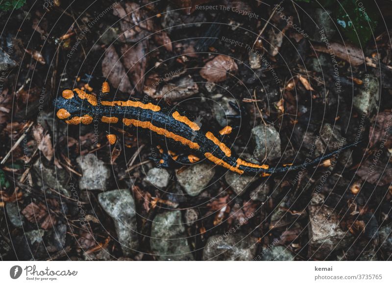 Fire salamander from above fire salamander Salamander Stone Ground Sit Black Yellow Animal Animal portrait Shallow depth of field Nature fauna Amphibian plan