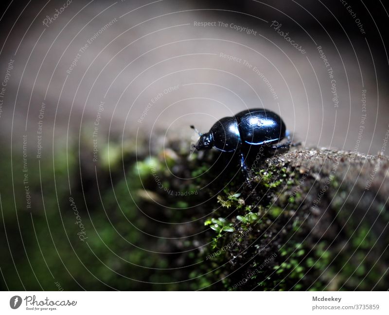 lonesome beetle Insect insects Macro (Extreme close-up) Close-up macro photography Animal Animal portrait Animal photography Beetle beetle perspective