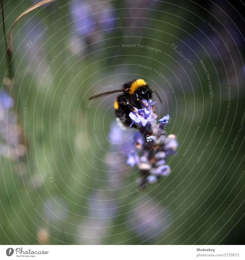 bumblebee Lavender lavender blossom lavender scent Bumble bee Yellow Insect insects Macro (Extreme close-up) Close-up macro photography Animal Animal portrait