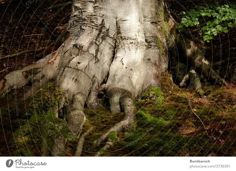 root of a large beech beeches Root Moss leaves tree Deciduous tree great mightily Nature Environment flaked Forest Plant Exterior shot Beech wood Tree trunk