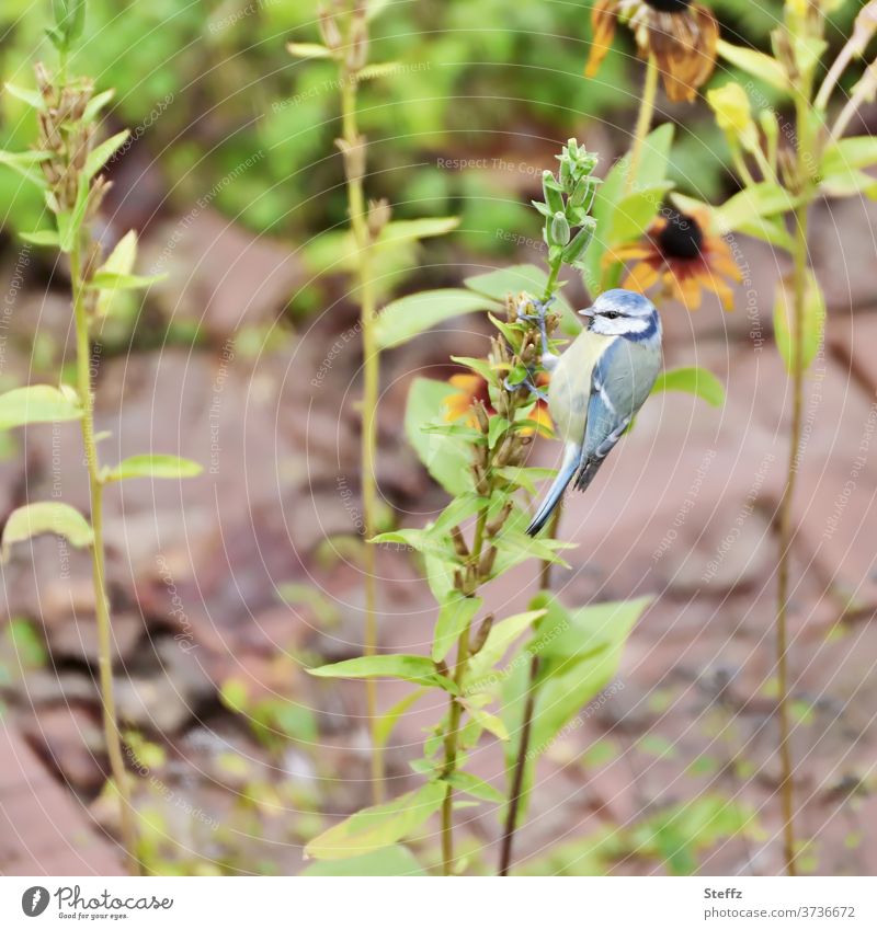 A blue tit plays woodpecker Tit mouse songbird Bird Easy Ease Observe Outdoors Blue Tits plumage late summer Garden plants Rudbeckia Foraging To feed naturally