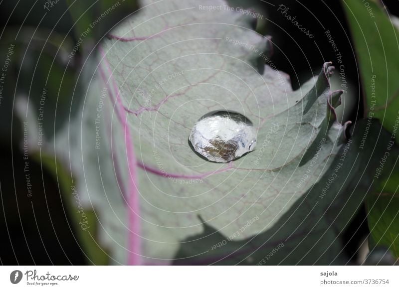 held - drops of water on kohlrabi leaf Drops of water flaked Water green Macro (Extreme close-up) Plant Close-up Wet Reflection Foliage plant Colour photo