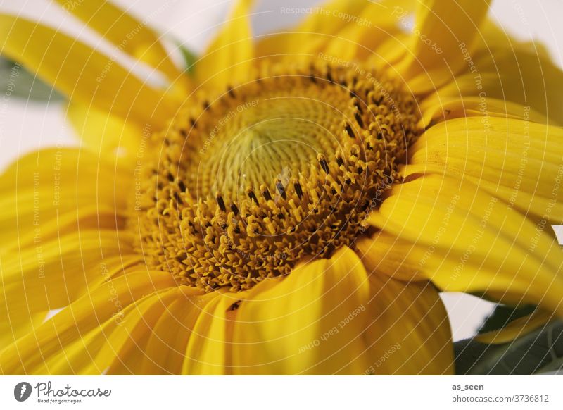 sunflower Sunflower Yellow Autumn Summer August September Nature Plant flowers bleed Blossom leave Blossoming already Colour photo Garden Close-up Exterior shot