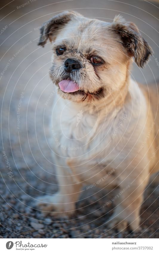 dog Dog Puppydog eyes Dog's head small dog Animal portrait Small Friendship Exterior shot Mammal Pet go out with the dog Walk the dog Old sad sad look