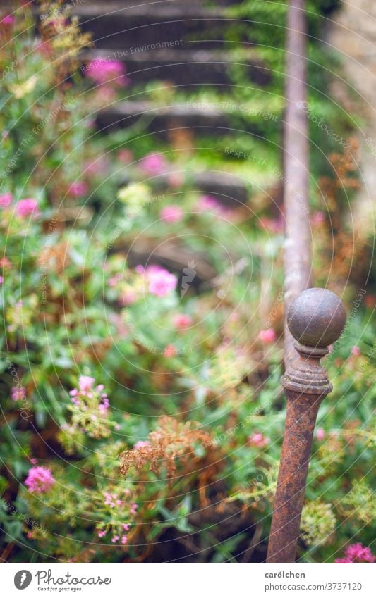 overgrown Old old stair Stairs Banister Door handle Iron flowers undergrowth impassable lost lost places pink green