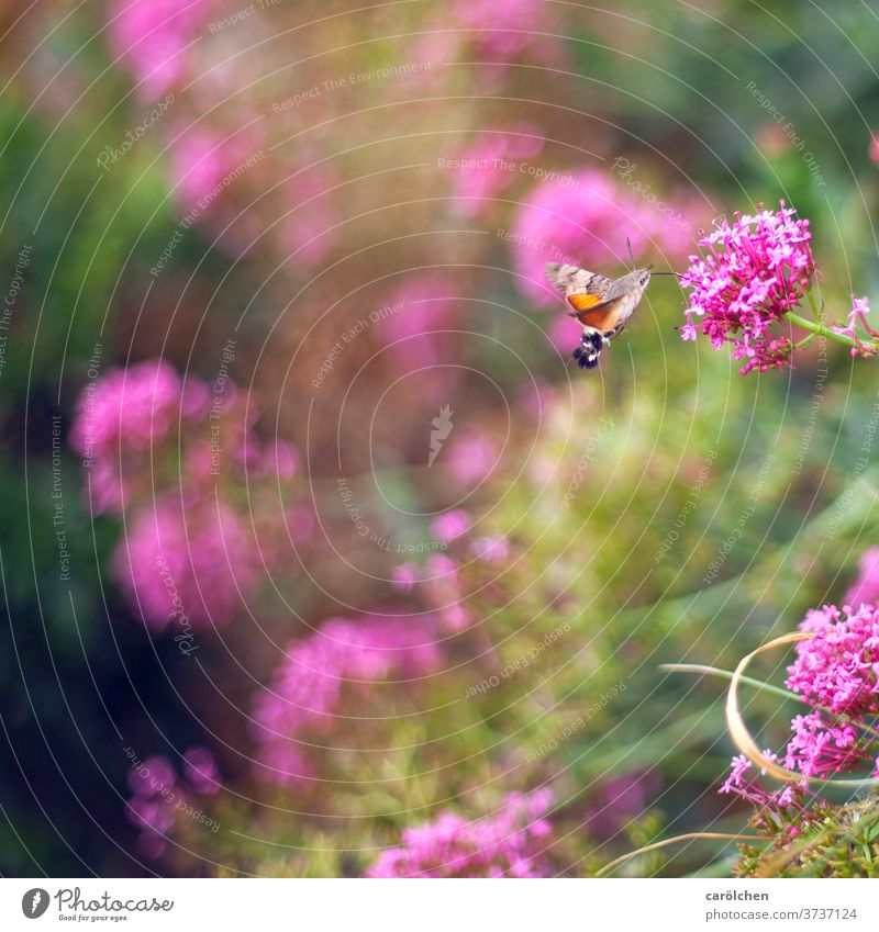 Hummingbird butterfly on wild flowers dovetails Hummingbird Age blurred background Insect Nature collect nectar Nectar amass Trunk animals Garden butterflies