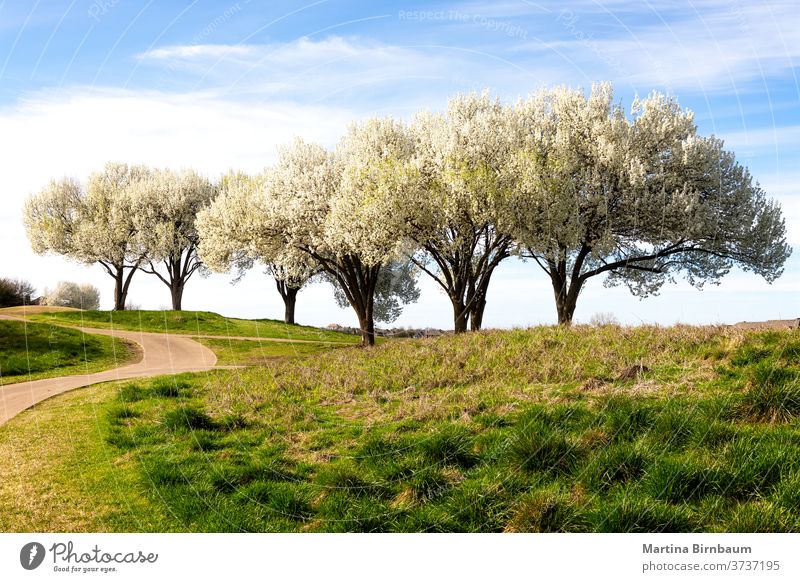 Beautiful flowering Bradford pear trees in springtime in Texas texas bradford pear nature garden season bloom flora seasonal blossom sky green street road