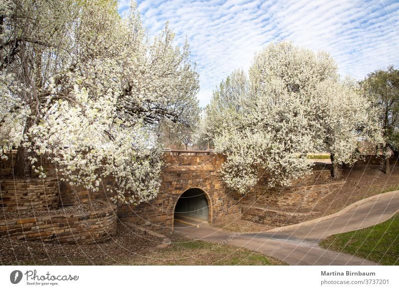 Beautiful flowering Bradford pear trees in springtime in Texas texas bradford pear nature garden season bloom flora seasonal blossom sky green street road