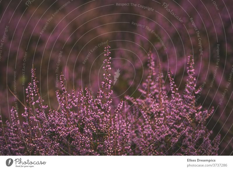 Erikablüte in der Heide erika Heidegebiet heideblüte Natur