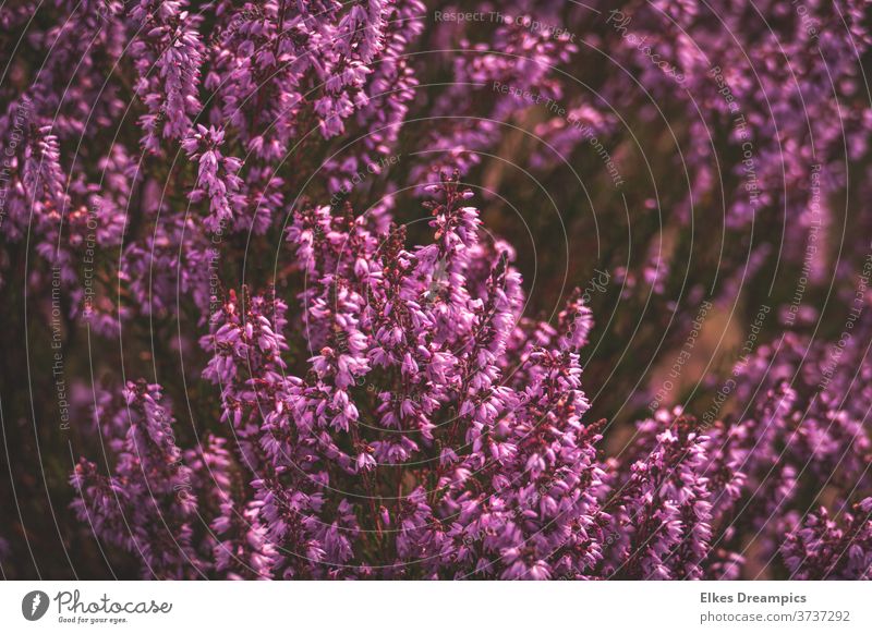 Erikablüte in der Heide erika Heidegebiet Venn Blüte Natur