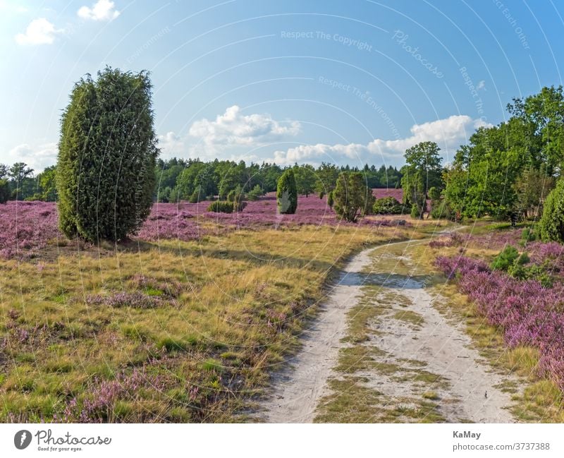 Hiking trail in the Lüneburg Heath, Lower Saxony, Germany Luneburg Heath Landscape Heathland heather heather blossom Tourism off Nature reserve Summer voyage