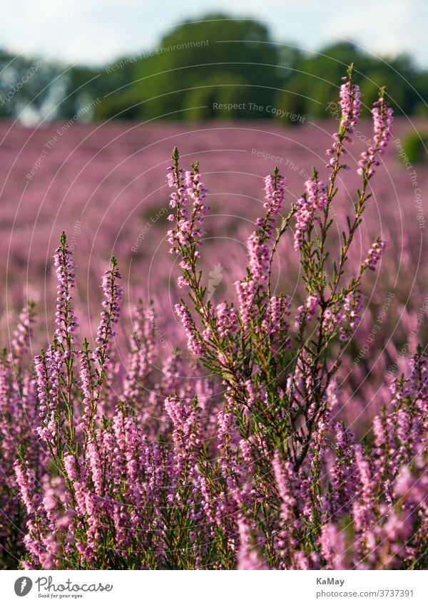 Close up of the purple flowers of heather Heathland Luneburg Heath plants Ericaceae bleed blossom Erika heather blossom Close-up close-up details Summer Day