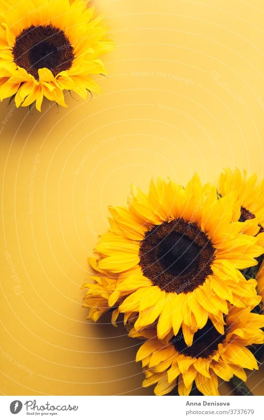 Yellow Sunflower Bouquet sunflower bouquet august autumn fall bunch wood wooden table yellow space nature white rustic natural plant season floral copy surface