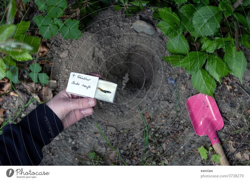 In memory of Endler Guppy Günther - fish funeral in a matchbox held by a young hand with black sweater.  Rest gently. Fish Funeral Transience Death Grave