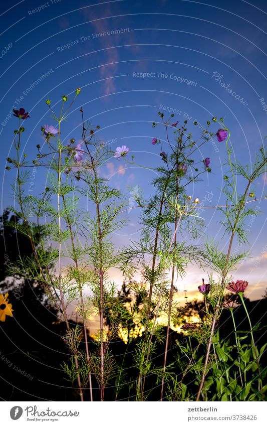 Cosmea with flashes Branch tree flowers blossom bleed Relaxation holidays Garden Grass Sky allotment Garden allotments Deserted Nature Plant Lawn tranquillity