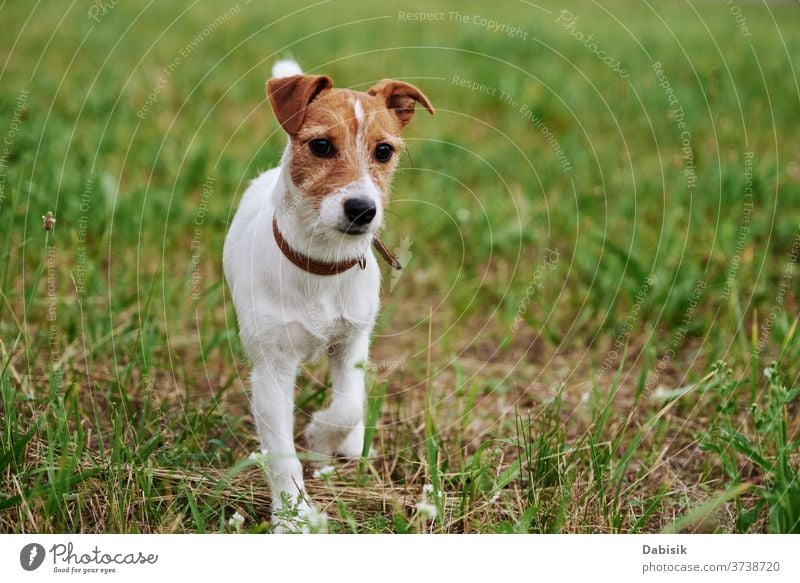 Dog on the grass in summer day. Jack russel terrier puppy portrait dog cute happy pet adorable brown face breed domestic park play healthy outside kid doggy