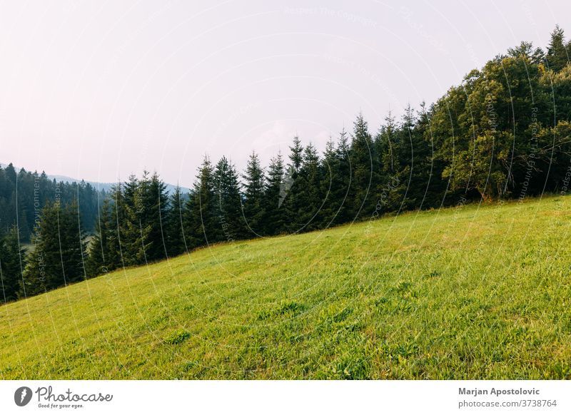 View of the pine forest in the mountains in the evening adventure background country countryside environment europe evergreen explore field fresh grass