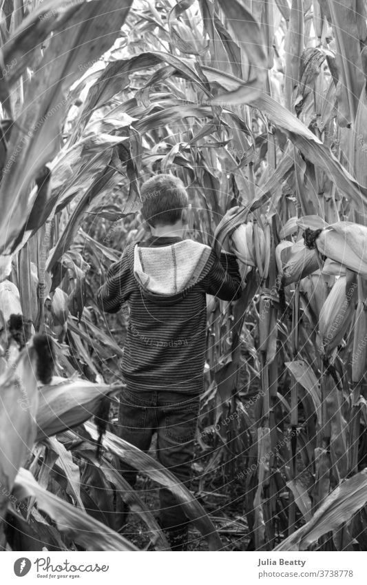 Boy walking through a corn field in the fall Autumn Autumnal Farm Agriculture crop Harvest Hallowe'en halloween October September seasonal Illinois